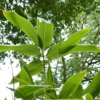 Broad-leaved Bamboo